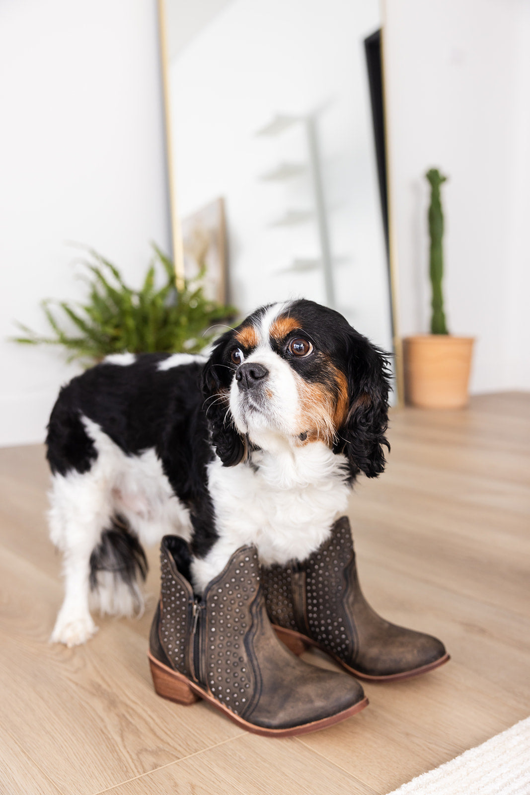 Nailed It Ankle Boot in Black MadreForte LLC